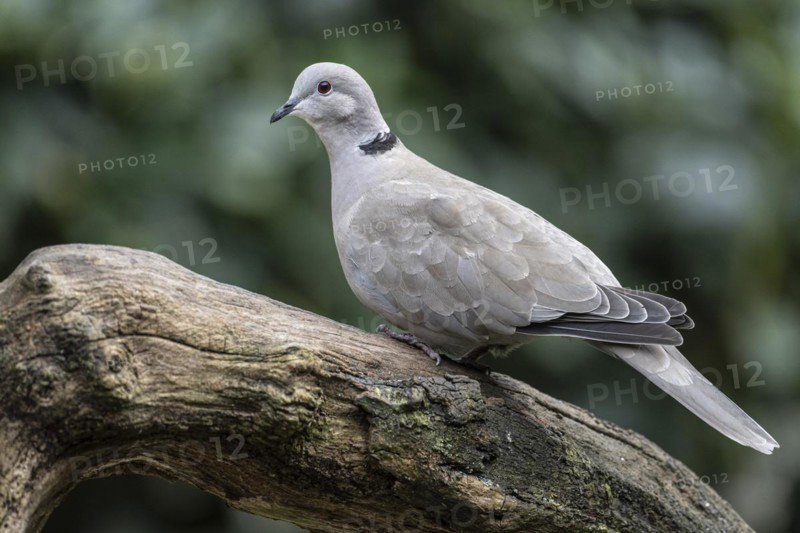 Eurasian Collared Dove (Streptopelia decaocto), Emsland, Lower Saxony, Germany, Europe
