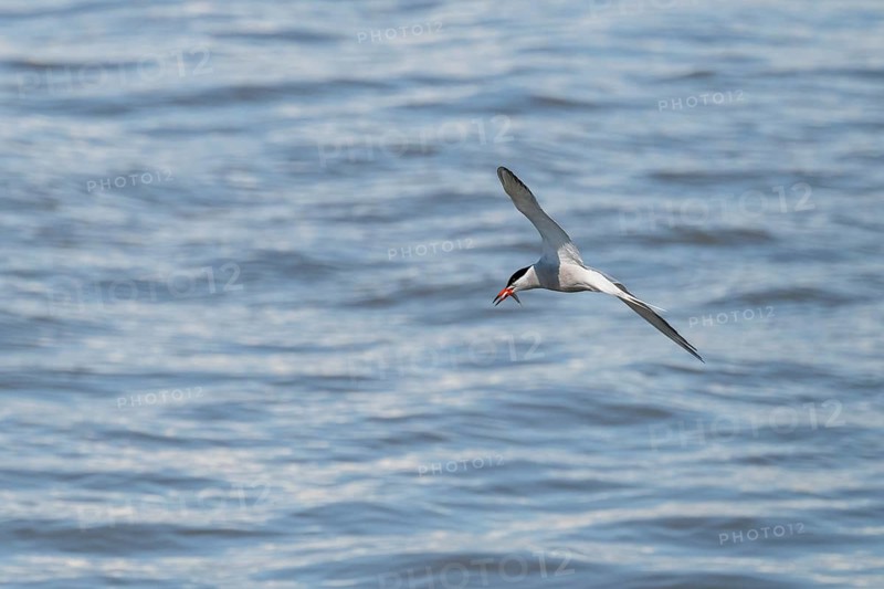 Arctic Arctic Tern (Sterna paradisea) with fish prey in its beak, in flight, Wadden Sea, North Frisia, Schleswig-Holstein, Germany, Europe