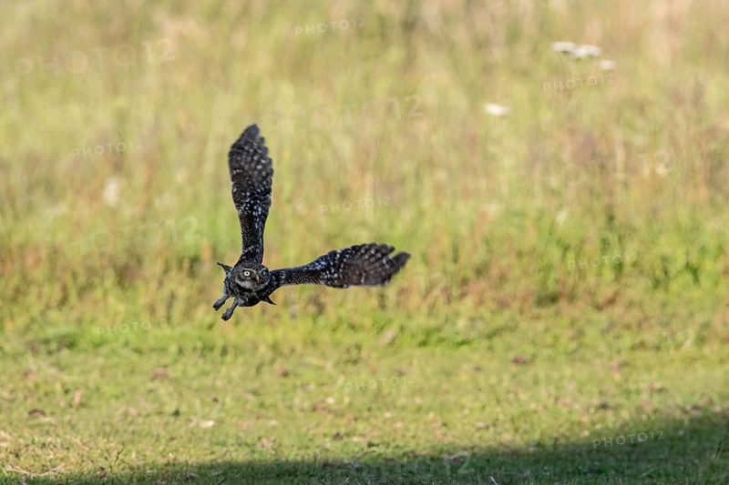 Little owl (Athene noctua), flying, Emsland, Lower Saxony, Germany, Europe