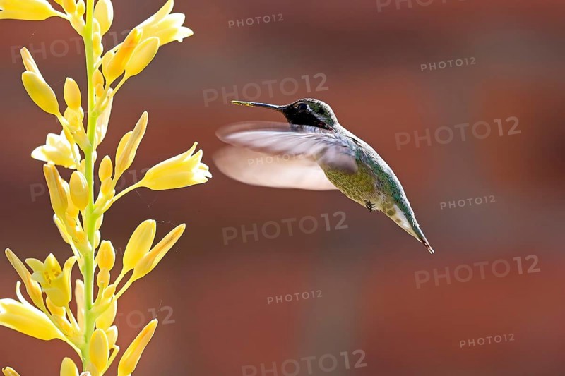 Anna's hummingbird (Calypte anna), adult, flying, on flower, foraging, Sonoran Desert, Arizona, North America, USA, North America