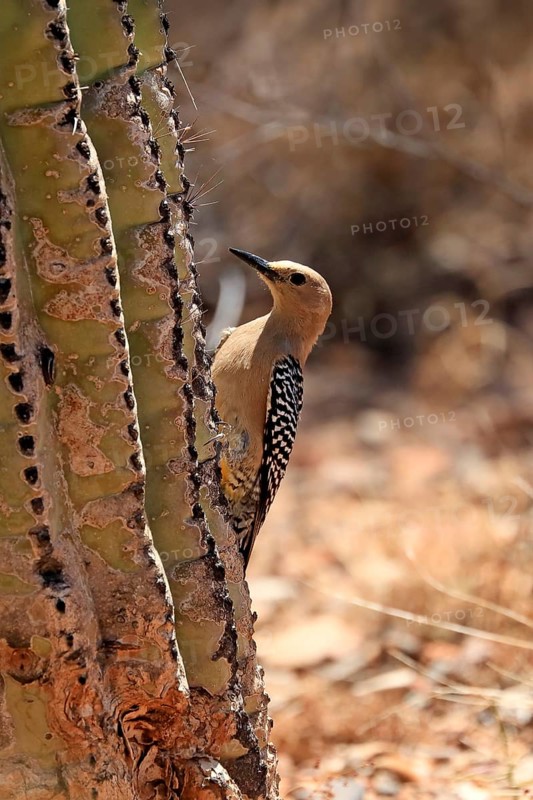 Gila woodpecker (Melanerpes uropygialis), adult, female, on saguaro cactus, Sonora Desert, Arizona, North America, USA, North America