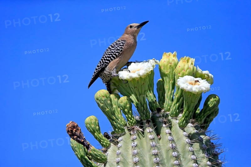 Gila woodpecker (Melanerpes uropygialis), adult, male, on Saguaro cactus flower, foraging, Sonoran Desert, Arizona, North America, USA, North America