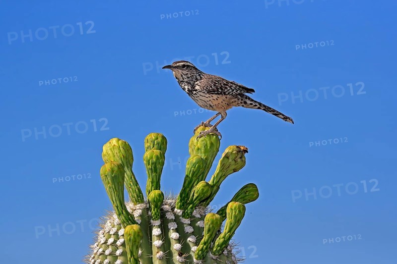 Cactus wren (Campylorhynchus brunneicapillus), adult, on saguaro cactus, Sonoran Desert, Arizona, North America, USA, North America