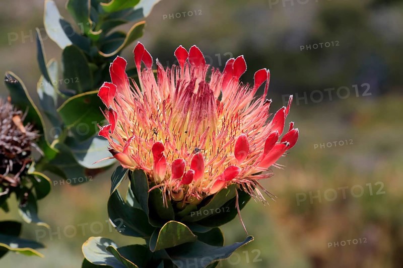 King Protea (Protea cynaroides), flower, flowering, flower, in spring, Kirstenbosch Botanical Gardens, Cape Town, South Africa, Africa