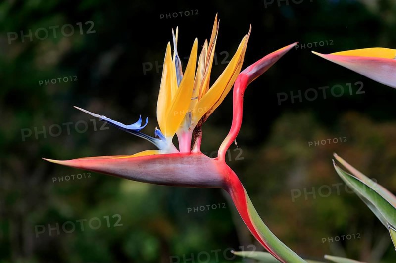 Bird of paradise flower (Strelitzia reginae), flower, in bloom, Kirstenbosch Botanical Gardens, Cape Town, South Africa, Africa