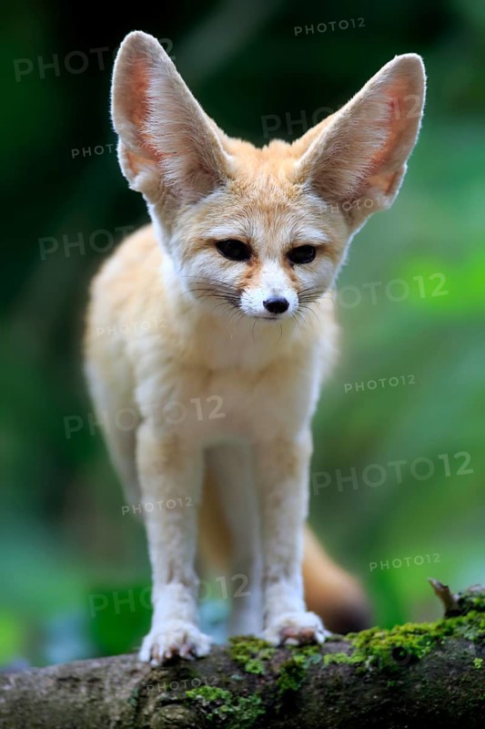 Fennec, desert fox (Vulpes zerda), adult, vigilant, North Africa, Africa, captive