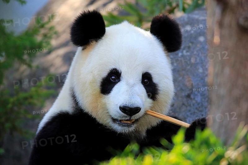 Giant Panda (Ailuropoda melanoleuca), adult feeding, Adelaide, South Australia, Australia, captive, Oceania