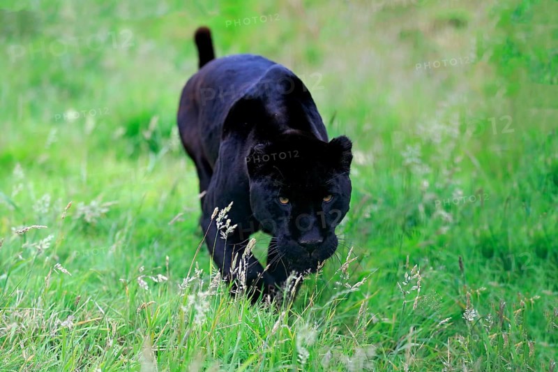 Jaguar, Black panther (Panthera onca), adult stalking, alert, South America