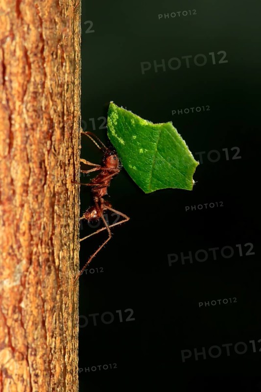 Leaf-cutter ant (Atta sexdens), carries leaf, transport, leaf, Central America, South America
