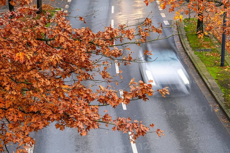 Autumn, road traffic, inner-city, trees in autumnal colours line a 4-lane road, symbolic image, Bottroper Straße in Essen, North Rhine-Westphalia, Germany, Europe