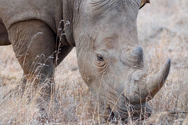 Southern white rhinoceros (Ceratotherium simum simum), adult male feeding on dry grass, with red-billed oxpecker (Buphagus erythrorynchus) on its head, head close-up, Kruger National Park, South Africa, Africa