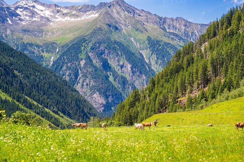 Green alpine meadows with grazing cows, surrounded by high green mountains and a clear blue sky, Klein Tibet, Zillertal, Austria, Europe
