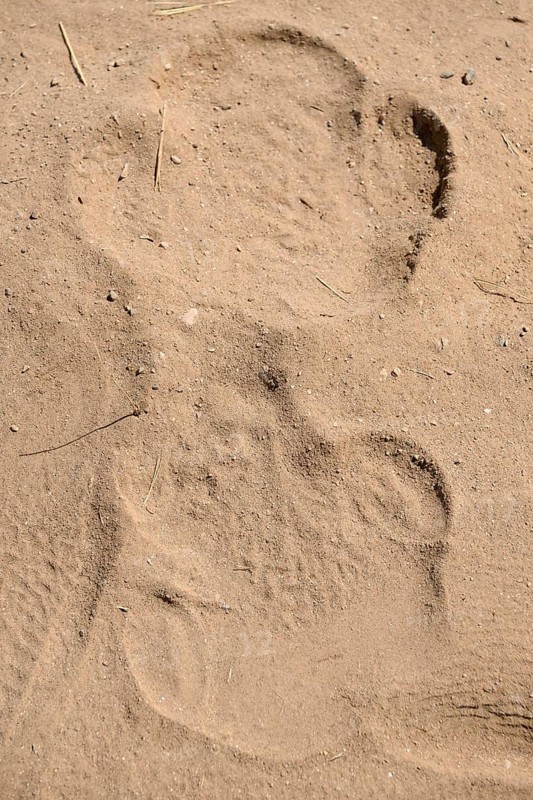 Track of a black rhino (Diceros bicornis) in the sand, Huab Conservancy, near Khorixas, Kunene Region, Namibia, Africa