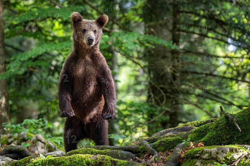 European brown bear (Ursus arctos arctos) in the forest, standing, Notranjska region, Slovenia, Europe