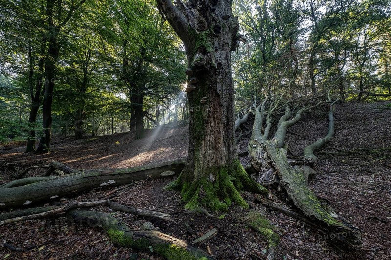 Tinder fungus (Fomes fomentarius) on dead copper beech (Fagus sylvatica) in a forest, Emsland, Lower Saxony, Germany, Europe