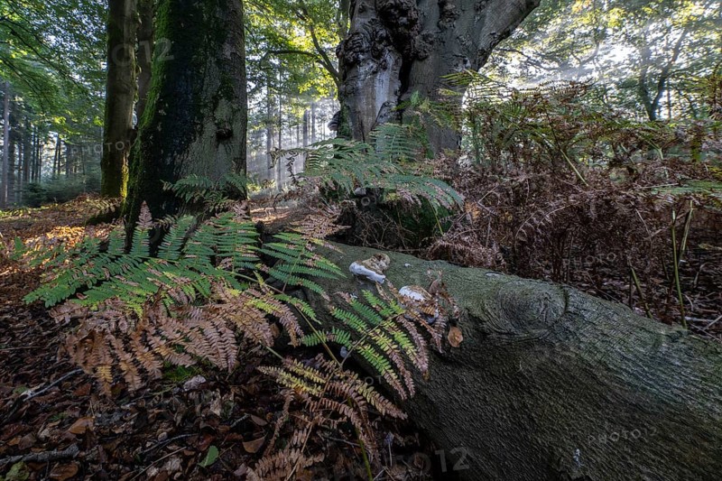Bracken fern (Pteridium aquilinum) and tinder fungus (Fomes fomentarius) in a light-flooded beech forest (Fagus sylvatica), Emsland, Lower Saxony, Germany, Europe