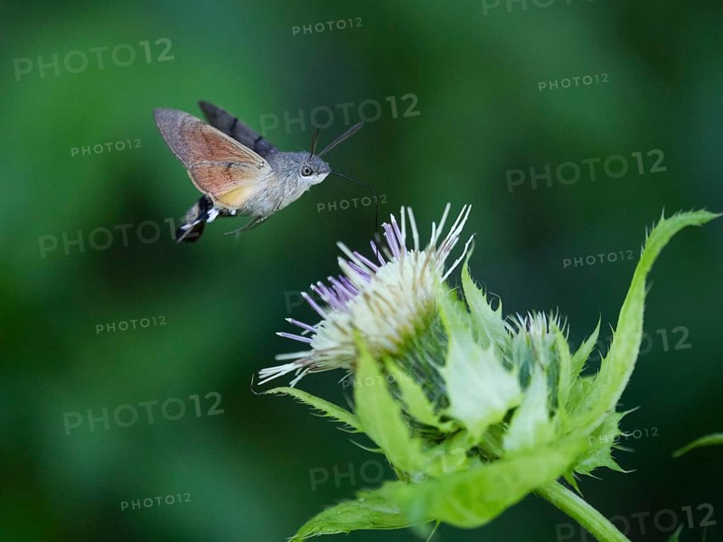 Hummingbird Hawk Moth (Macroglossum stellatarum), feeding on nectar from a Marsh thistle flower (Cirsium palustre), County Hessen, Germany, Europe