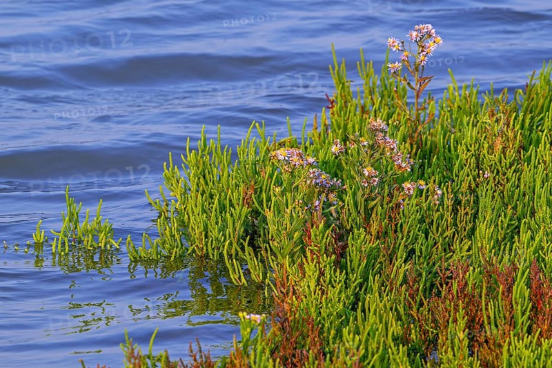 Marsh samphire, common glasswort (Salicornia europaea) and sea aster, seashore aster (Tripolium pannonicum) in flower in saltmarsh in late summer