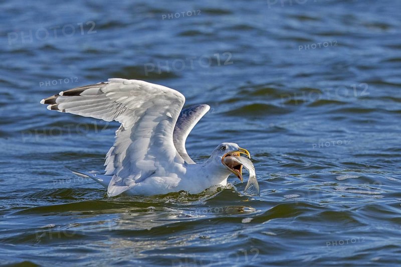 European herring gull (Larus argentatus) swallowing big fish while swimming at sea