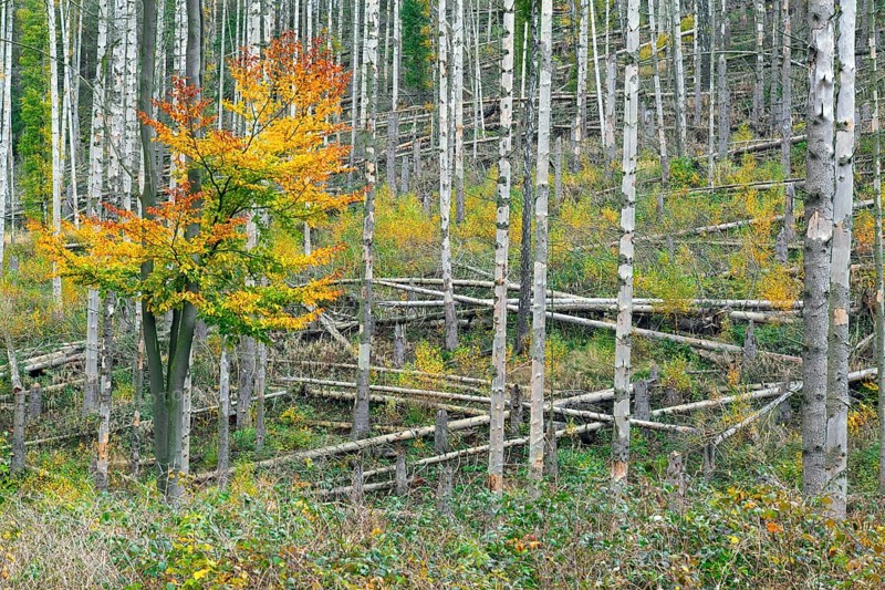Regrowth of beech trees among dead spruce tree trunks, destruction in forest caused by European spruce bark beetle (Ips typographus) infestation