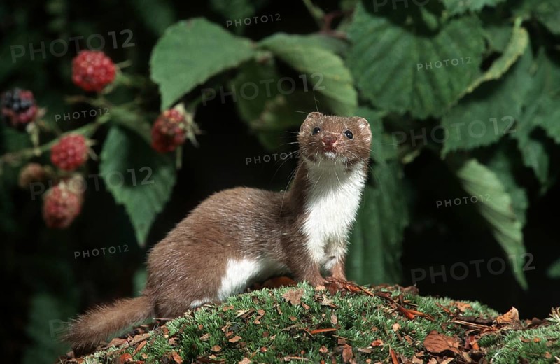 Least weasel (Mustela nivalis) hunting in woodland