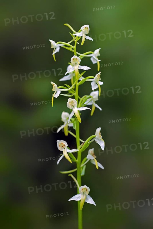 Greater butterfly-orchid (Platanthera chlorantha, Orchis montana, Platanthera montana) white orchid flowering in summer
