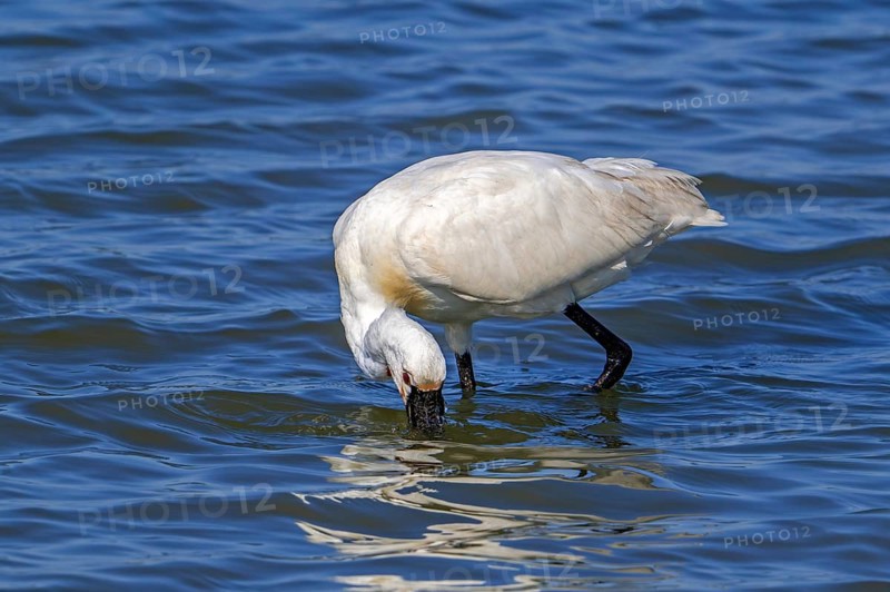 Eurasian spoonbill, common spoonbill (Platalea leucorodia) in breeding plumage foraging by sweeping beak sideways in shallow water of salt marsh