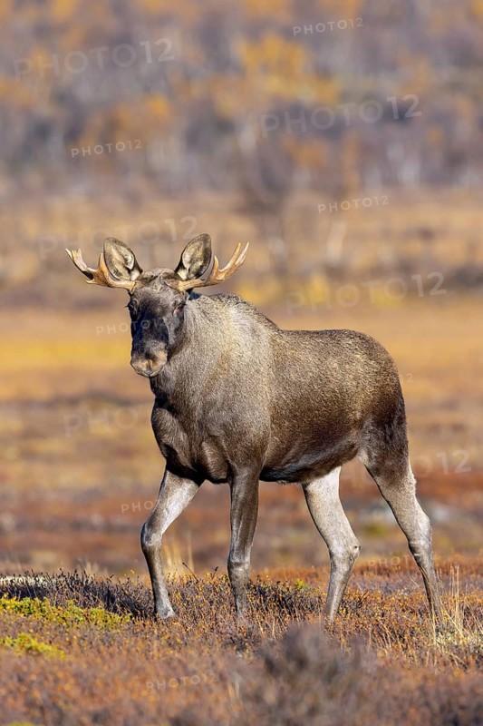 Moose, elk (Alces alces), young bull, male with small antlers foraging on the tundra in autumn, fall, Sweden, Scandinavia, Europe