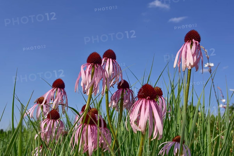 Purple cone flower (Echinacea purpurea), Bavaria, Germany, Europe