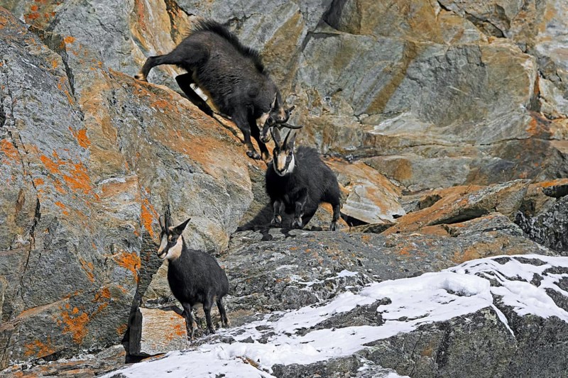 Rutting Alpine chamois (Rupicapra rupicapra) male, buck chasing female and juvenile down rock face during the rut in winter in the European Alps