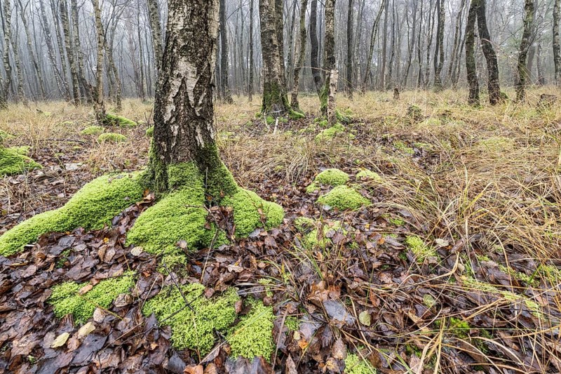 Fog in birch quarry forest (Betula pendula), Emsland, Lower Saxony, Germany, Europe