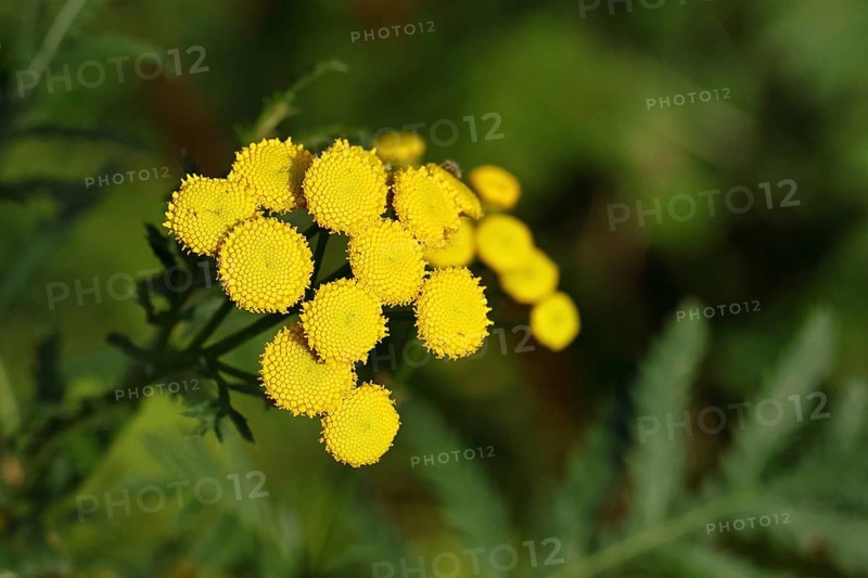 Tansy or worm fern (Tanecetum vulgare), inflorescence, medicinal plant, Wilnsdorf, North Rhine-Westphalia, Germany, Europe