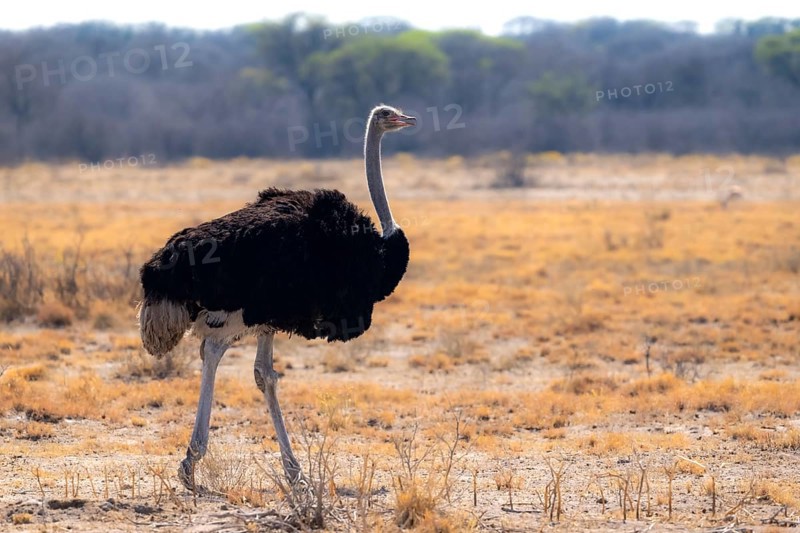 Common ostrich (Struthio camelus), adult male, African savannah, Khama Rhino Sanctuary, Botswana, Africa