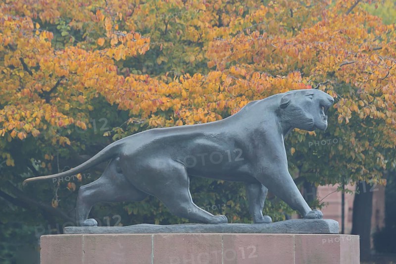 Sculpture Striding Tiger by Philipp Harth 1969, bronze, lion figure, Black panther, orange, autumn mood, striding, walking, Stresemann-Ufer, Altstadt, Mainz, Rhine-Hesse region, Rhineland-Palatinate, Germany, Europe