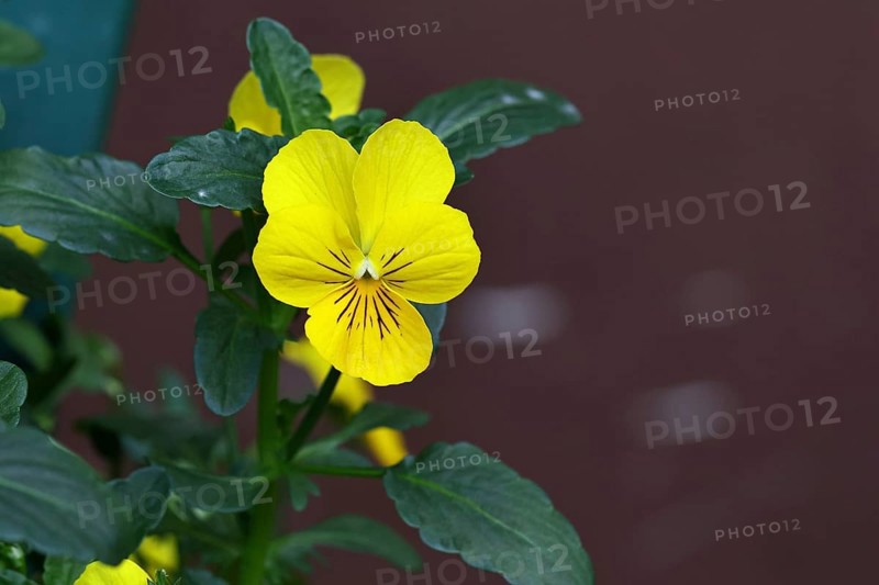 Horned violet (Viola cornuta hybrid), pansy, yellow flower, plants, flowers, violet family, Wilnsdorf, North Rhine-Westphalia, Germany, Europe