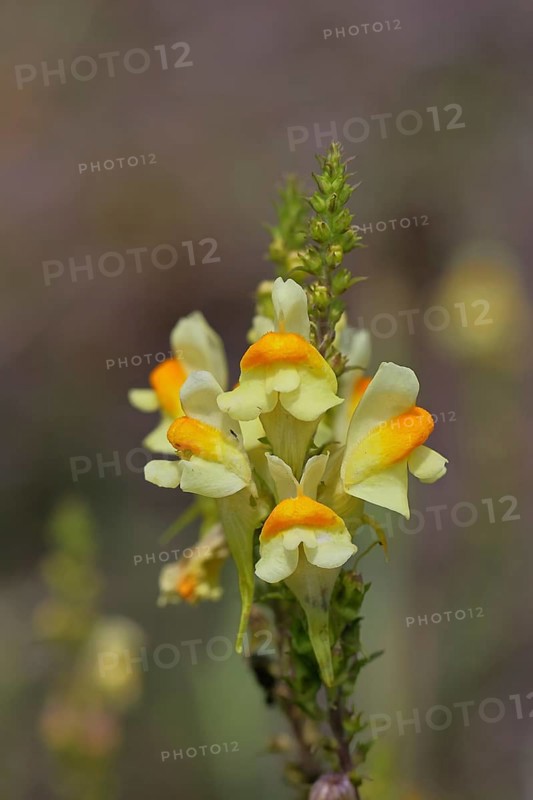 Common toadflax, also common toadflax (Linaria vulgaris), flowers at the roadside, Wilnsdorf, North Rhine-Westphalia, Germany, Europe
