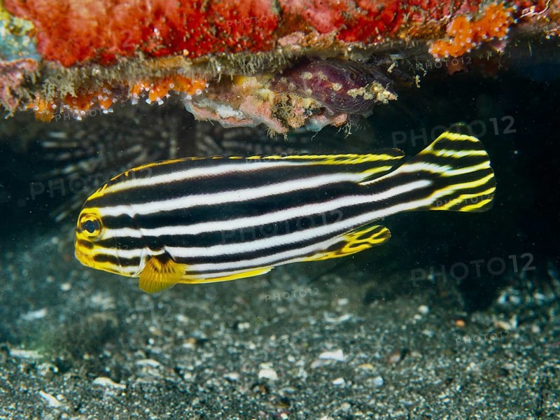 A striped fish, striped sweetlips (Plectorhinchus lessonii), moving along the seabed near corals, dive site Secret Bay, Gilimanuk, Bali, Indonesia, Asia