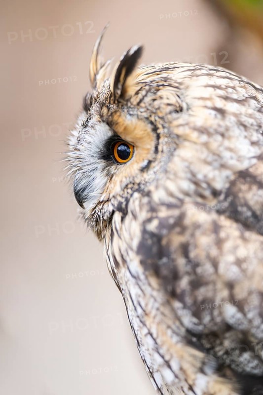 Long-eared owl (Asio otus), or lesser horned owl, sitting on a branch, captive, Pyrenees, Catalonia, Spain, Europe
