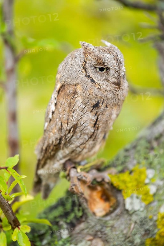 Eastern screech owl (Megascops asio) or Eastern screech-owl, captive, sitting on a branch with autumn leafs, Pyrenees, Catalonia, Spain, Europe
