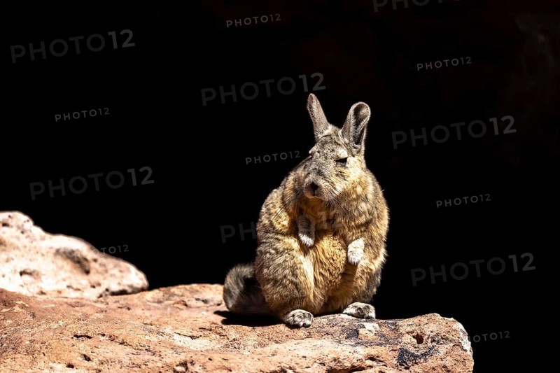 Mountain viscacha (Lagidium viscacia), sitting in the sun on a rock, Reserva Nacional de Fauna Andina Eduardo Abaroa, Lagoon Route, San Pablo, Departamento Potosí, Bolivia, South America