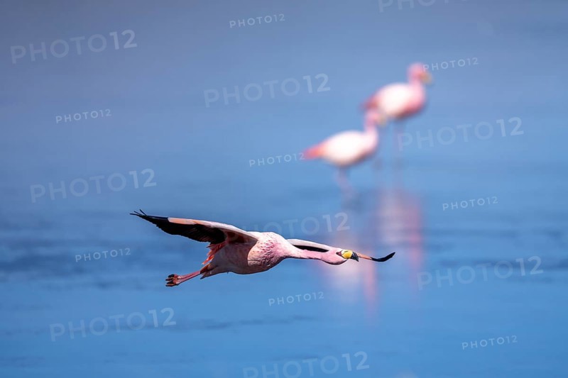 James flamingo (Phoenicoparrus jamesi), flying through in front of a group, frozen lake, ice, reflections in the ice, Laguna Cañapa, lagoon route, San Pedro de Quemes, Departamento Potosí, Bolivia, South America