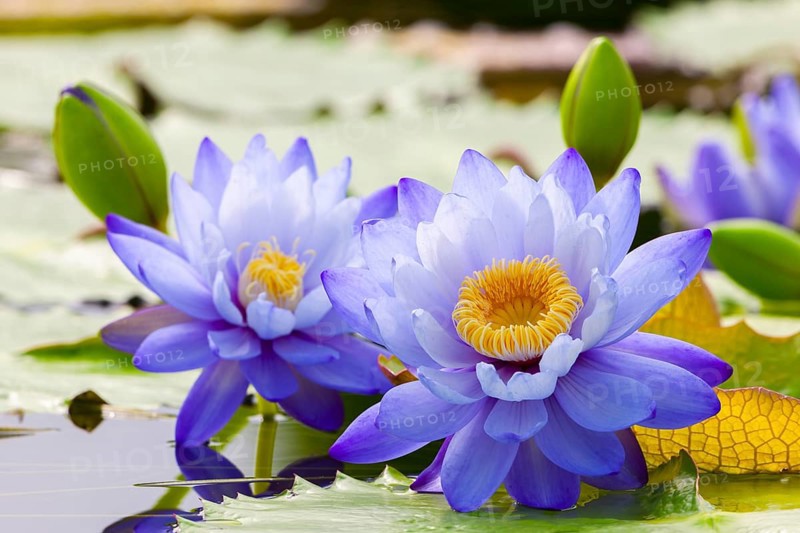 Two purple water lilies with yellow centre on green leaves in calm water, giant water lilies (Nymphaea gigantea), water lily pond, Stuttgart, Baden-Württemberg, Germany, Europe