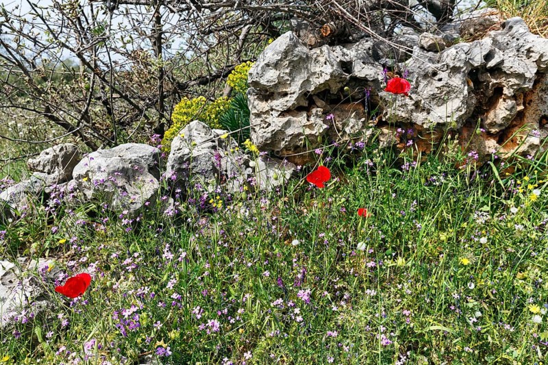 Flower meadow in spring, corn poppy, traditional dry stone wall, Pyrgos, Mani, Greece, Europe