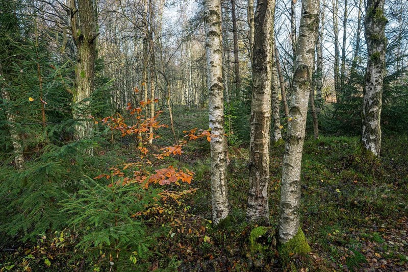 Bog birch forest (Betula pubescens), Schwarzes Moor, near Fladungen, Bavarian Rhön Biosphere Reserve, Bavaria