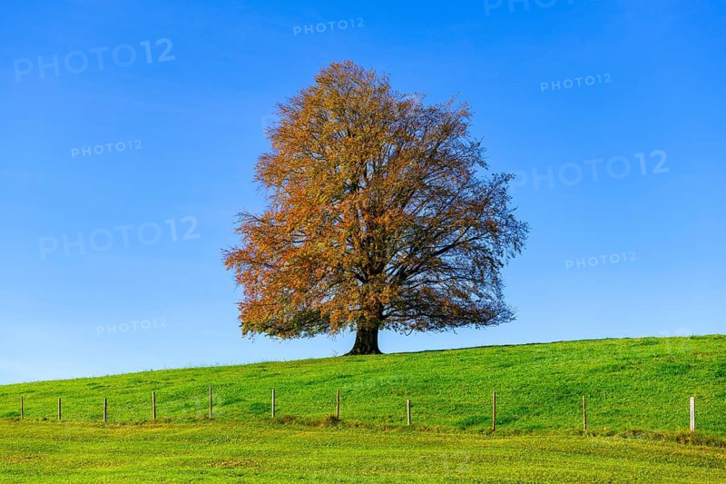 A large tree with colourful autumn leaves in a meadow, surrounded by blue sky, copper beech (Fagus sylvatica) in autumn, Rieden am Forggensee, Ostallgäu, Allgäu, Swabia, Bavaria, Germany, Europe