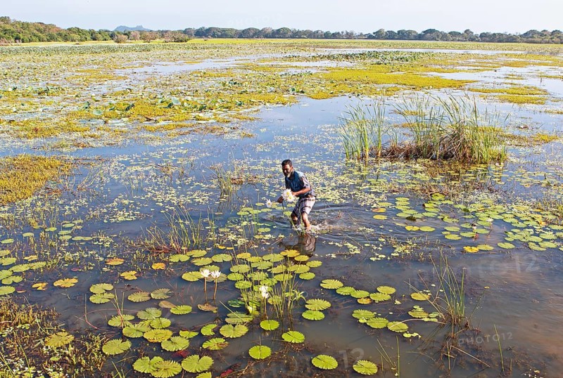 Sri Lankan man picking lotus flowers in Maminiyawa Wewa or reservoir, Central Province, Sri Lanka, Asia