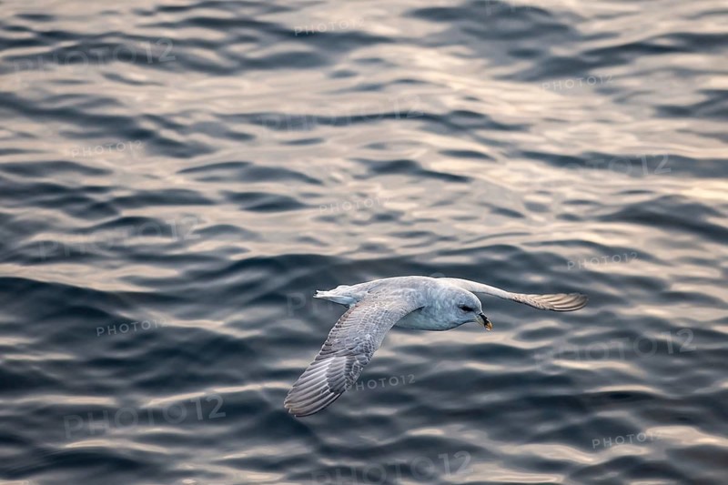 Northern fulmar (Fulmaris glacialis) in flight over the sea surface, Barents Sea, Northeast Iceland, Svalbard and Jan Mayen archipelago, Norway, Europe