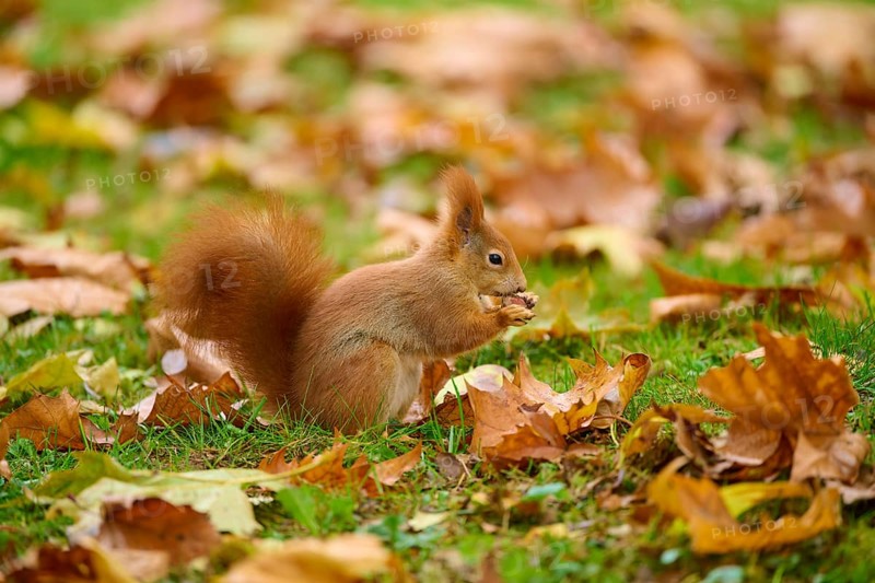 Eurasian squirrel (Sciurus vulgaris), sitting in grass with autumn leaves and holding a nut, Baden-Württemberg, Germany, Europe