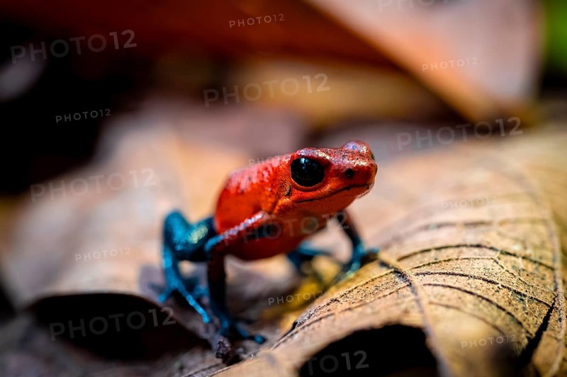 Strawberry frog (Oophaga pumilio) sitting on a dry leaf, Heredia province, Costa Rica, Central America