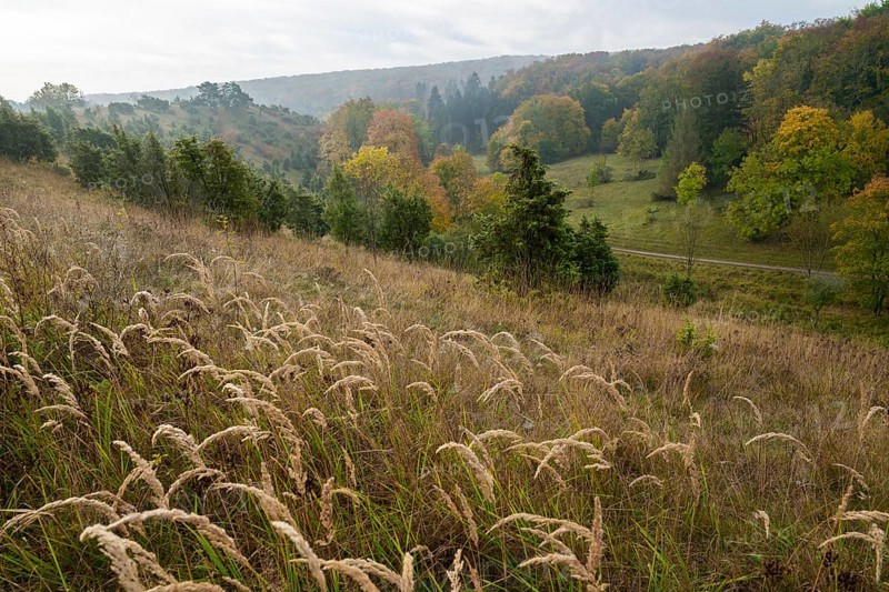Juniper heath in autumn, grasses (Poaceae), common juniper (Juniperus communis), trees with yellow discoloured leaves, Craula juniper heath, near Craula, Thuringia, Germany, Europe